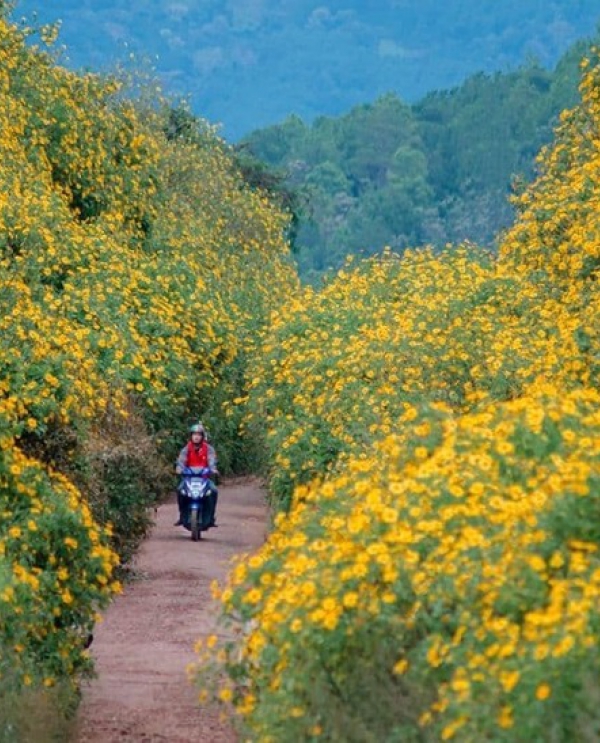 Gia Lai: Tuần lễ hoa dã quỳ-núi lửa Chư Đang Ya 2025 sẽ diễn ra từ ngày 14 đến 16/11