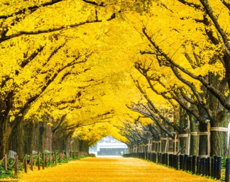  SEOUL – NAMI – EVERLAND – STARFIELD